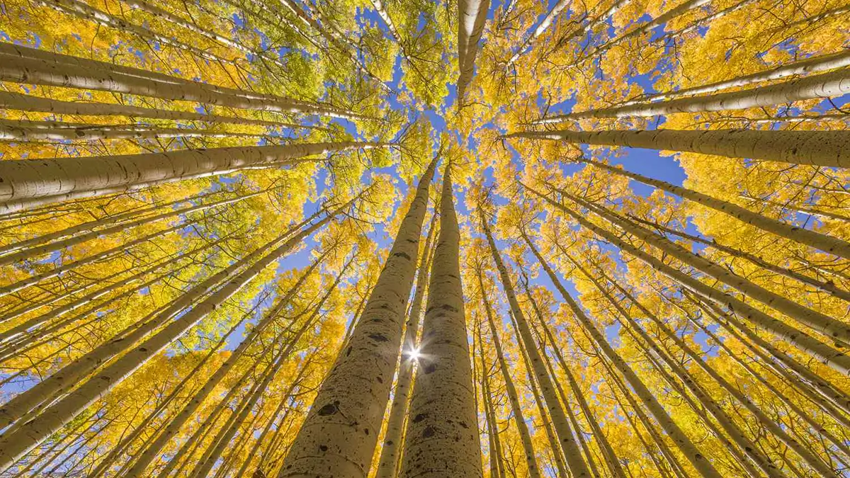 Aspen Regeneration